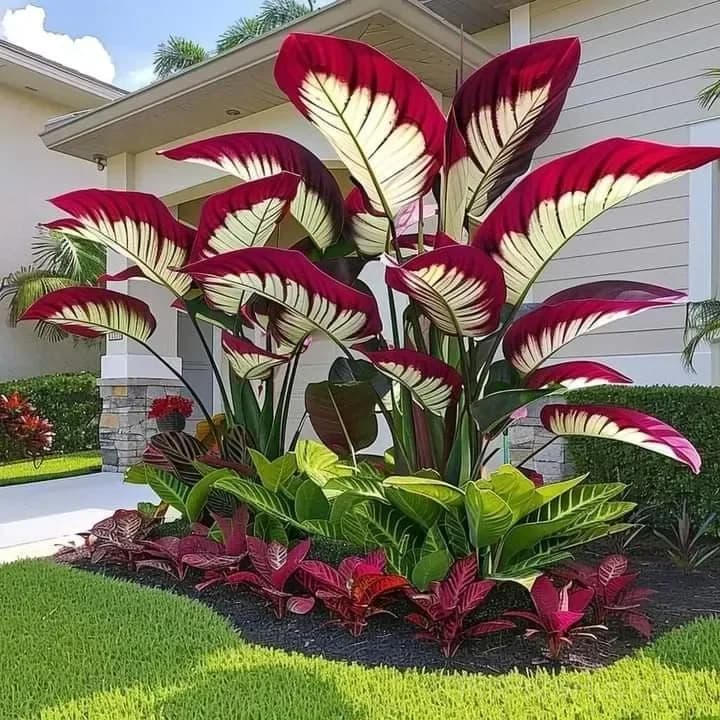 Giant Alocasia Bulbs – Tropical Houseplant Bulbs - View 12