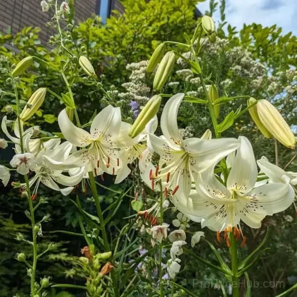 Rare Tiger Lily Bulbs - View 6