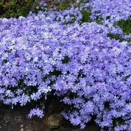 Creeping Phlox Seeds - Perennial Ground Cover with Vibrant Flowers - View 4