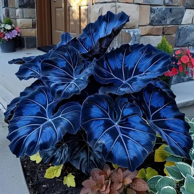 Giant Alocasia Bulbs – Tropical Houseplant Bulbs - View 7