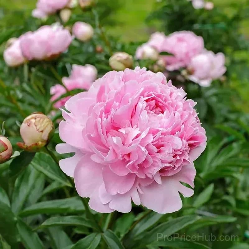 Double Petaled Piani Queen of Flowers Seeds - View 22