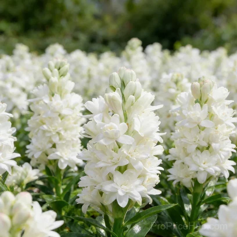 Double Perfume Tuberose Bulbs - Moon Garden Flower - View 8