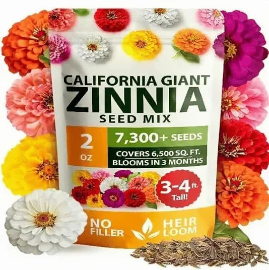 Zinnia Seeds - Heirloom, Pure, No Filler Flower Seeds - Main