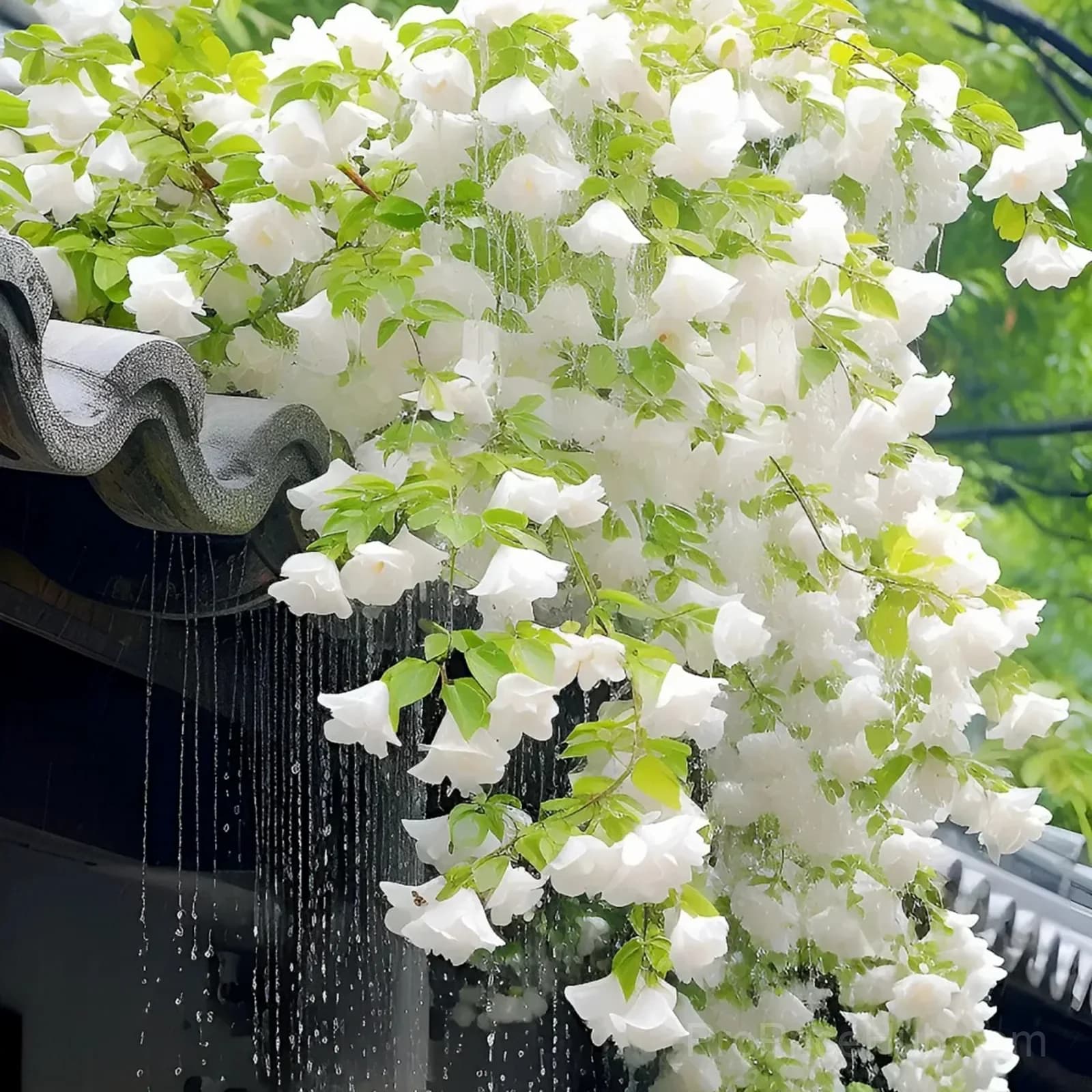 Clerodendrum wallichii Seeds - Alt