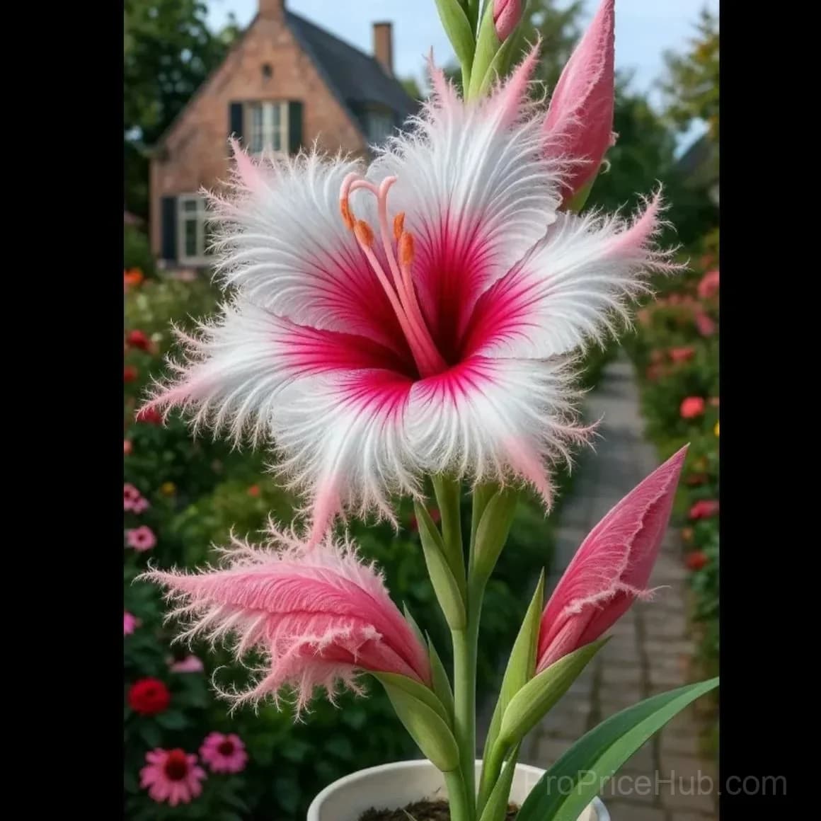 Rare Feather-Edged Lily Bulbs – Pink & White Blooms, Easy to Grow - Main