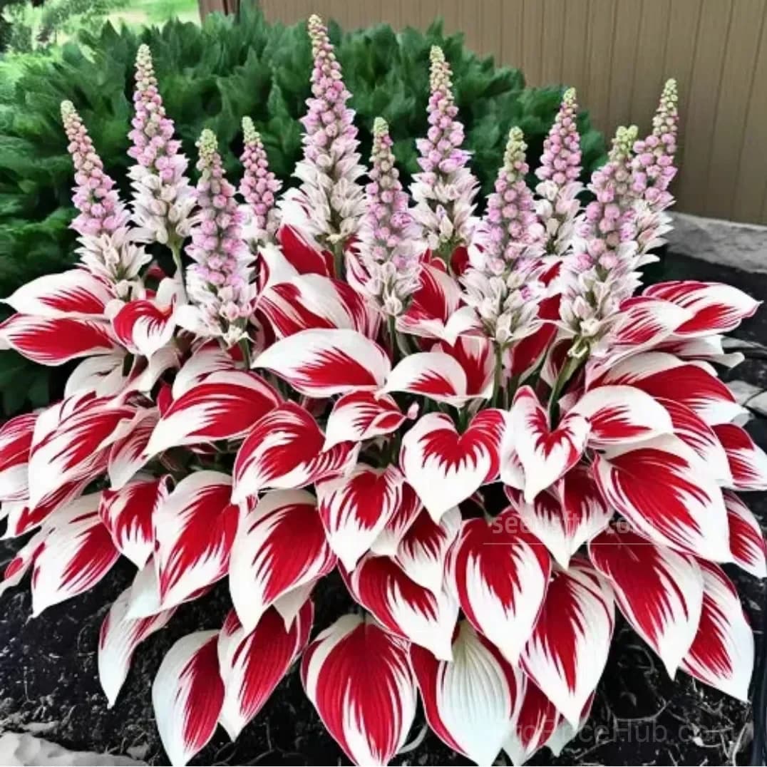 Premium Hosta Seeds for Lush Shade Gardens - View 15