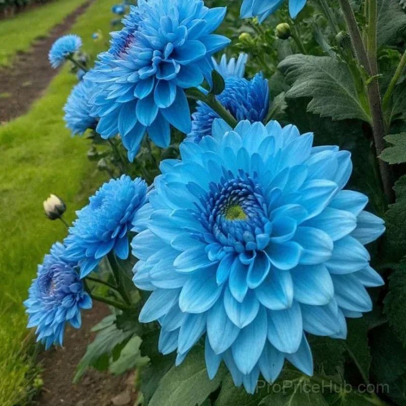Rare Double Dahlias - Bold Lush Blooms for Unique Gardens - Alt