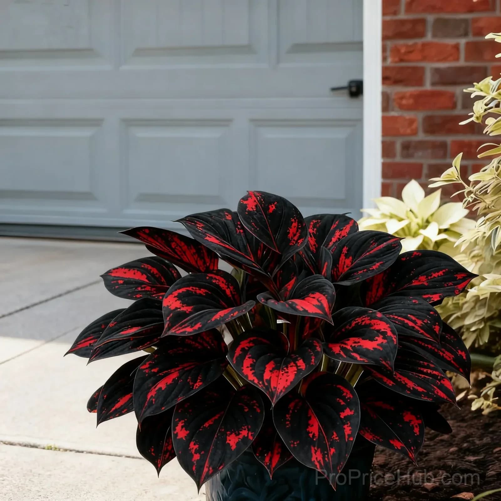 Midnight Blue Hosta Bulbs with Deep Blue Foliage - View 11