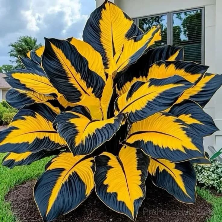 Giant Alocasia Bulbs – Tropical Houseplant Bulbs - View 15