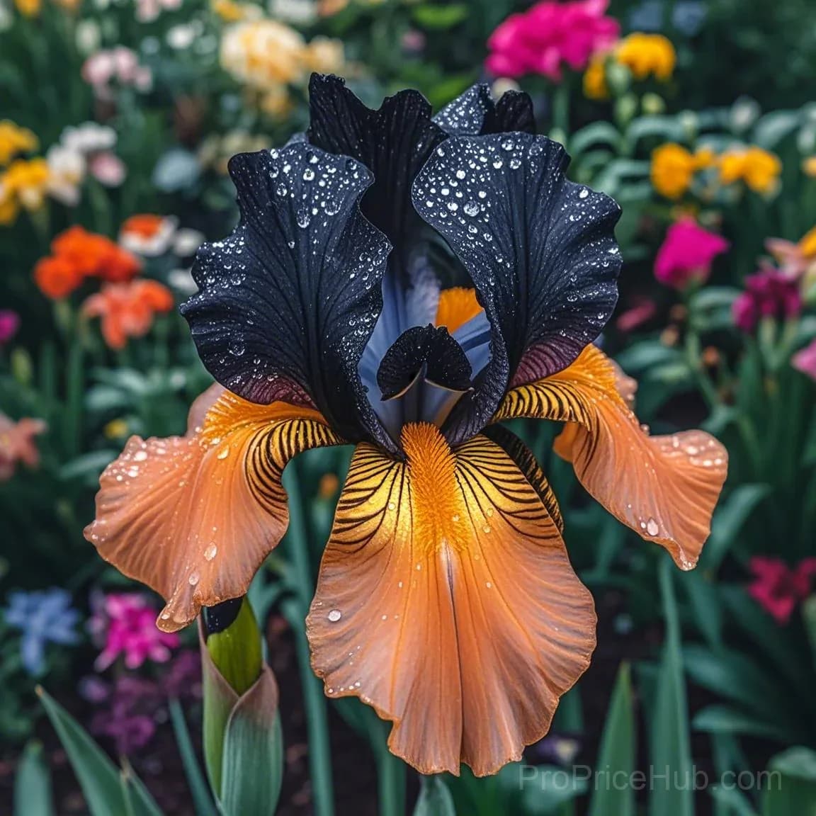 Signature Tall Bearded Iris – Premium Garden Bulbs - View 14
