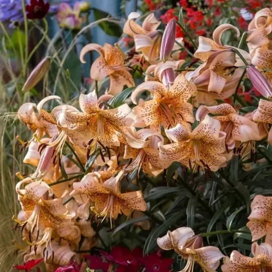 Rare Tiger Lily Bulbs - View 12