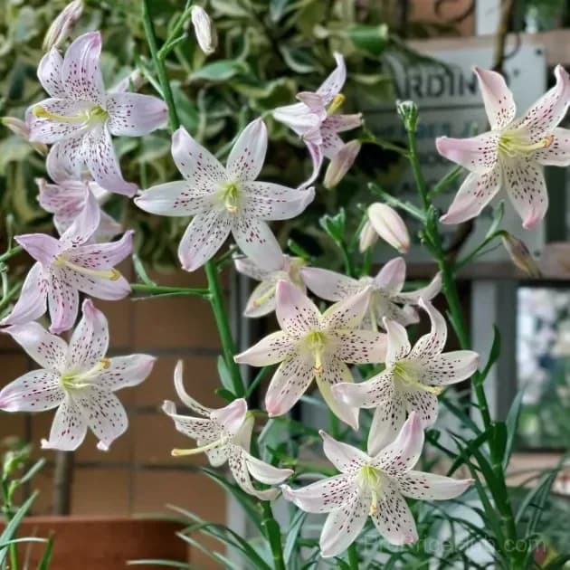 Rare Tiger Lily Bulbs - View 4