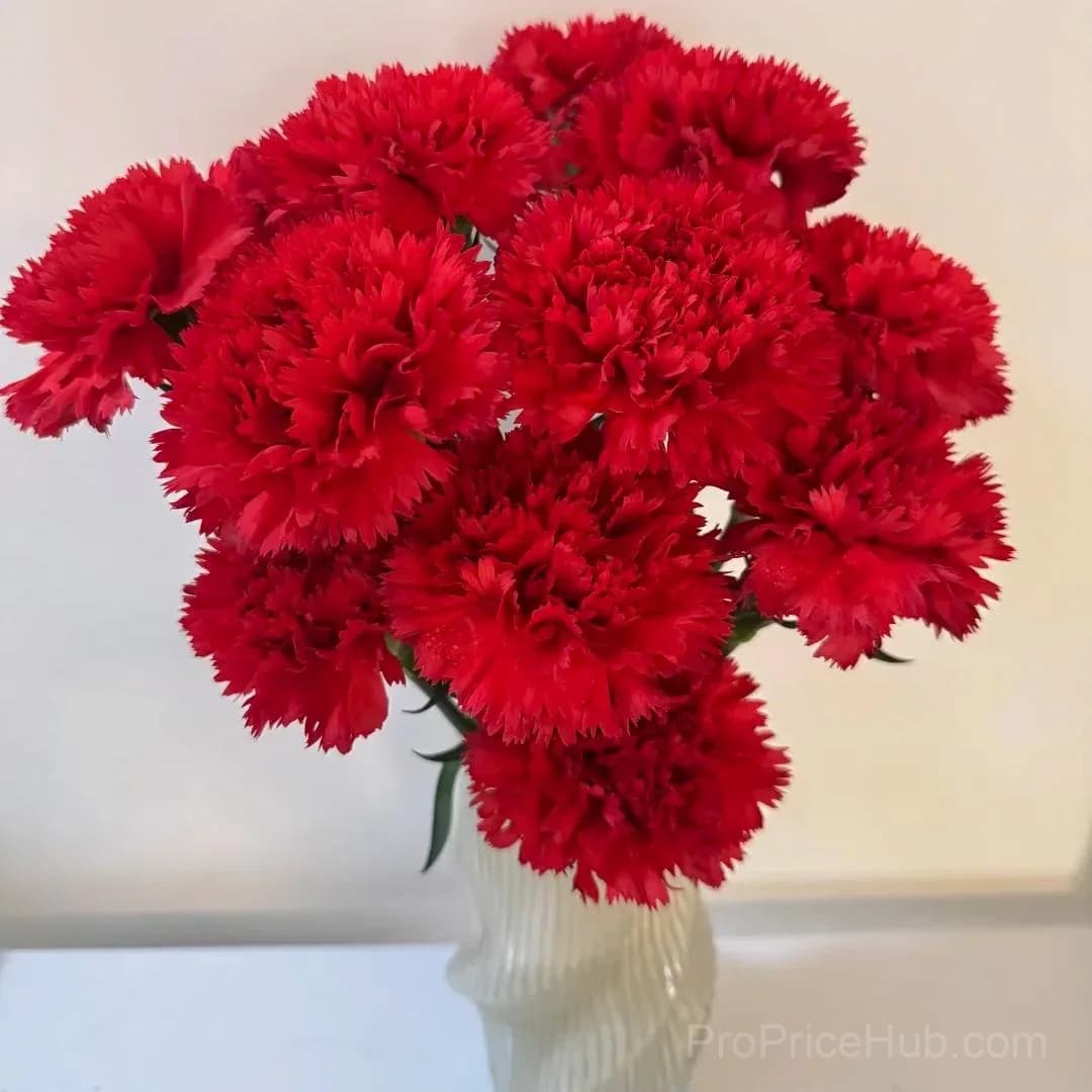Premium Carnation Seeds - Alt