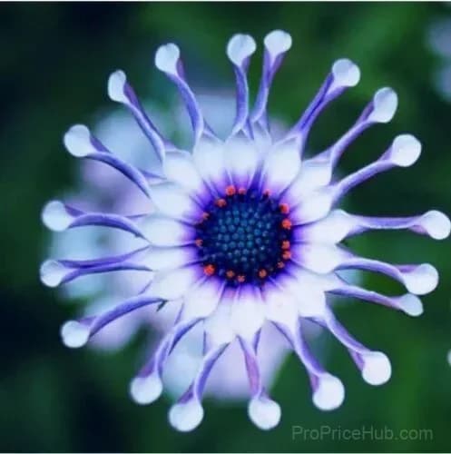 20 Rare Blue Daisy Flower Seeds for Garden Planting - View 3