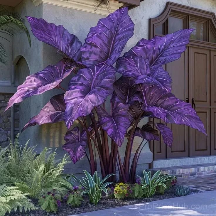 Rare Giant Multi-Color Caladium Bulbs – Tropical Leaves, Easy to Grow - View 24