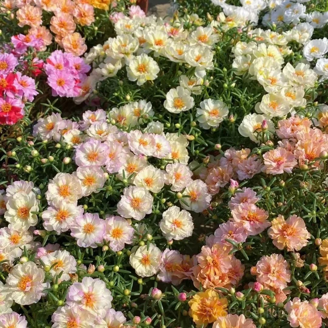 5000+ Four Season Mixed Moss Rose Seeds - View 18