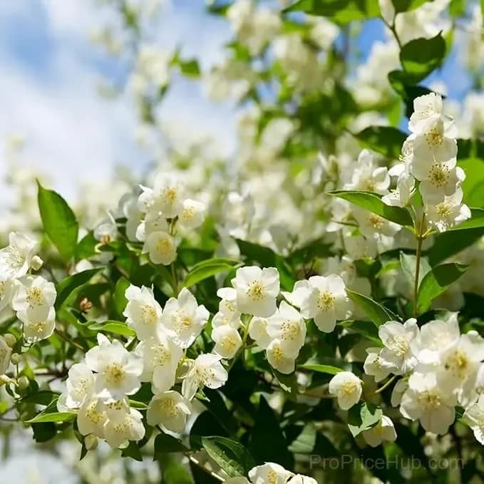 Double Jasmine Seeds for Planting - View 8
