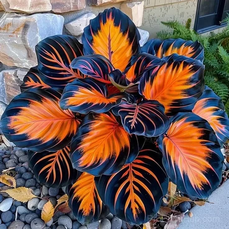 Rare Neon Hosta Bulbs - Shade-Loving Perennial for Garden - View 8