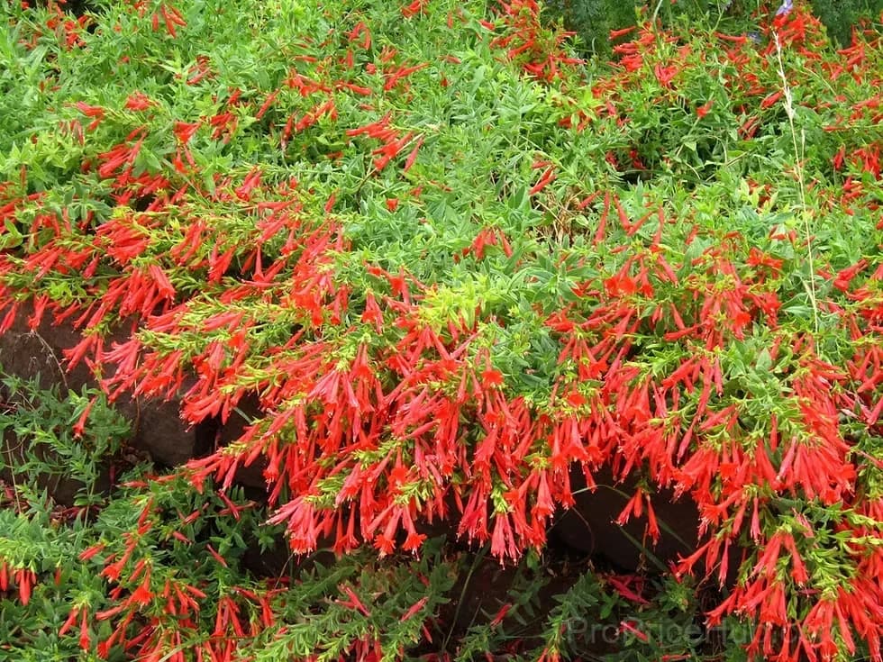 Epilobium garrettii Rainbow Burst Orange Glow Flower Seeds - View 12