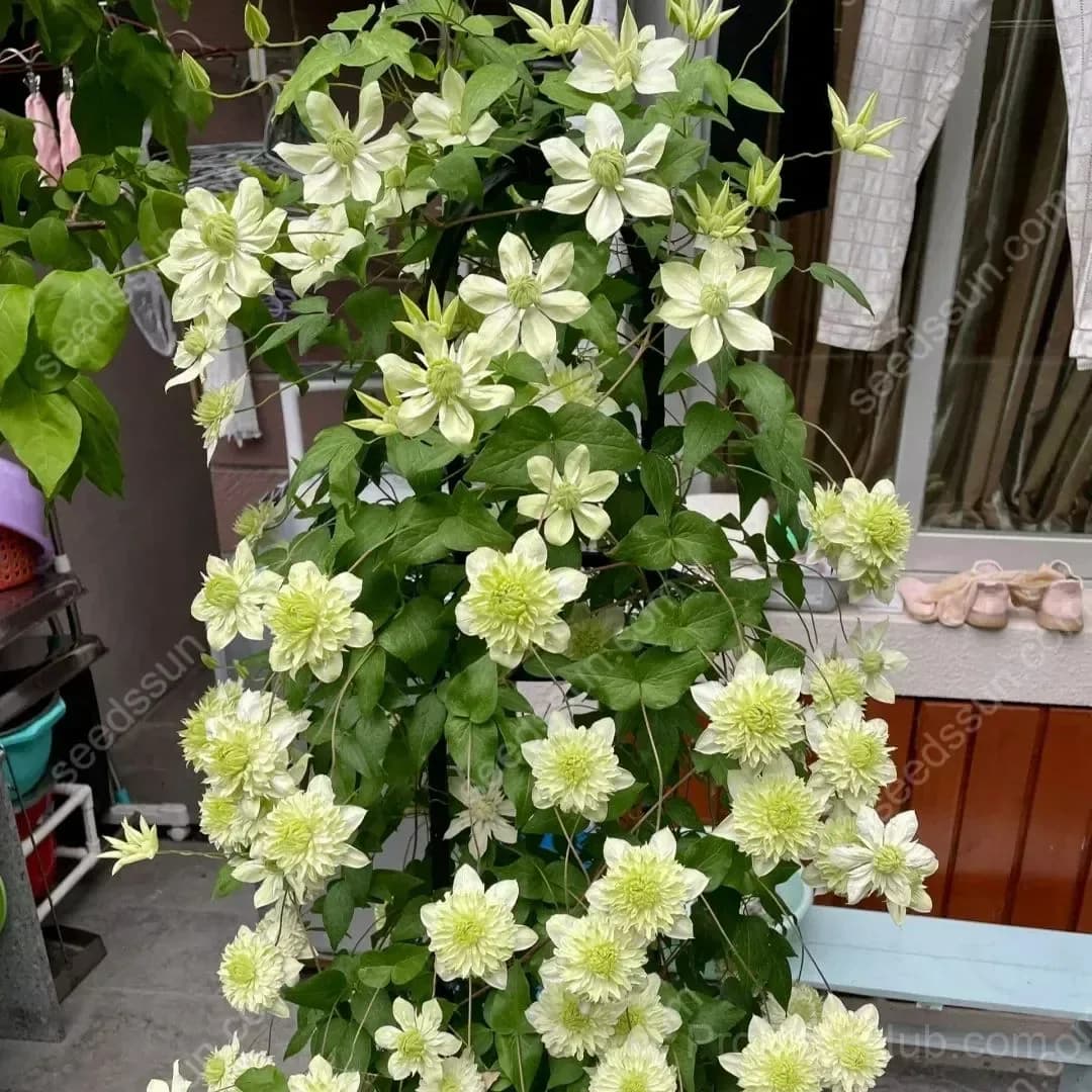 Clematis Flower Seeds - View 8