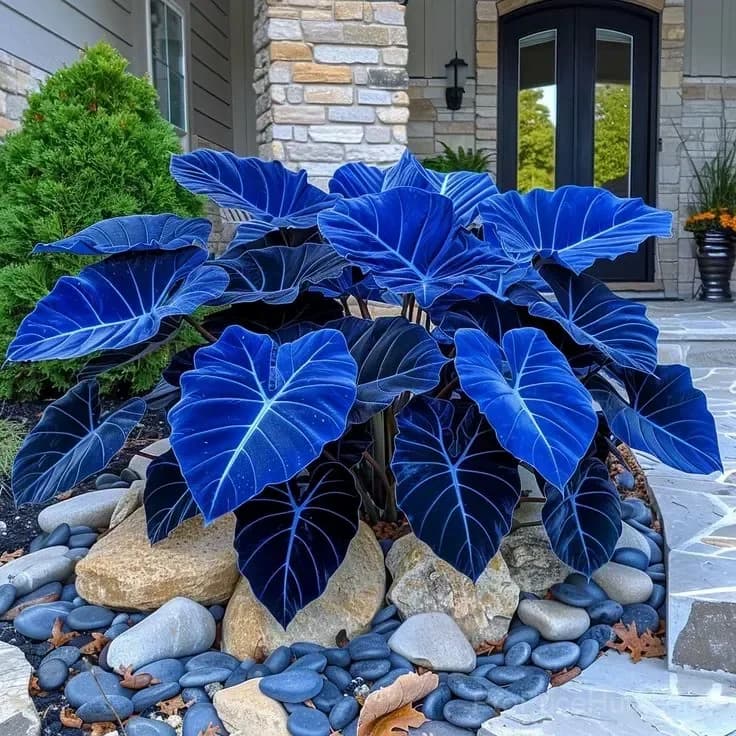 Rare Giant Multi-Color Caladium Bulbs – Tropical Leaves, Easy to Grow - View 8