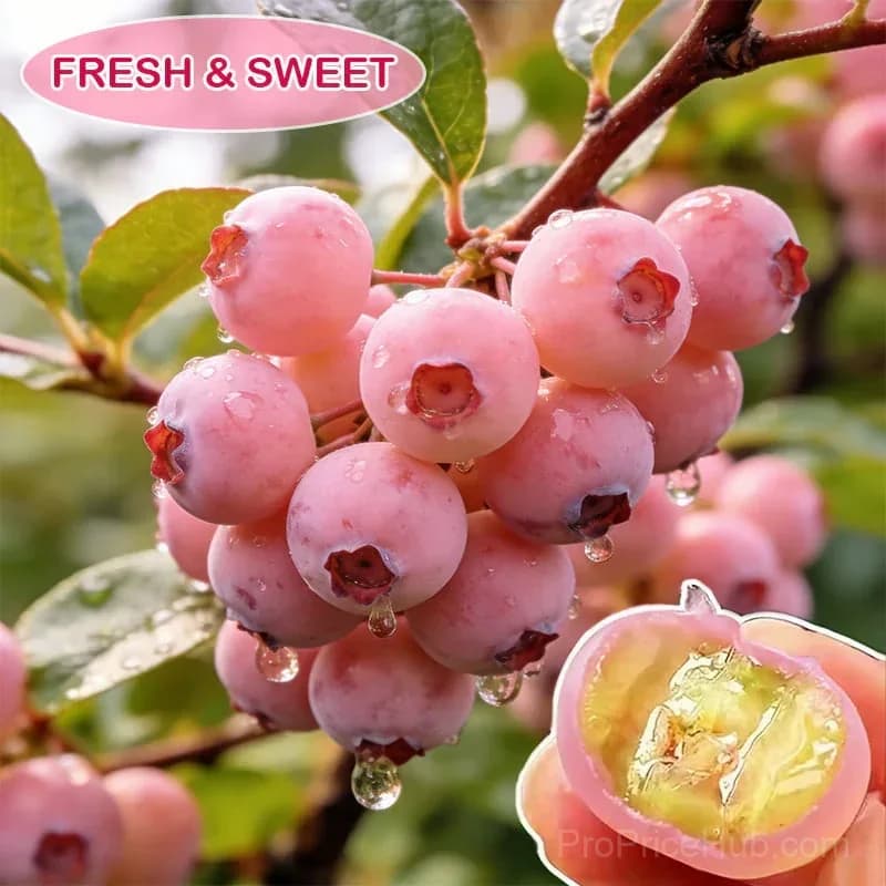 Premium Pink Blueberry Seeds for Planting - View 2