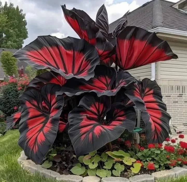 Giant Alocasia Bulbs – Tropical Houseplant Bulbs - View 11