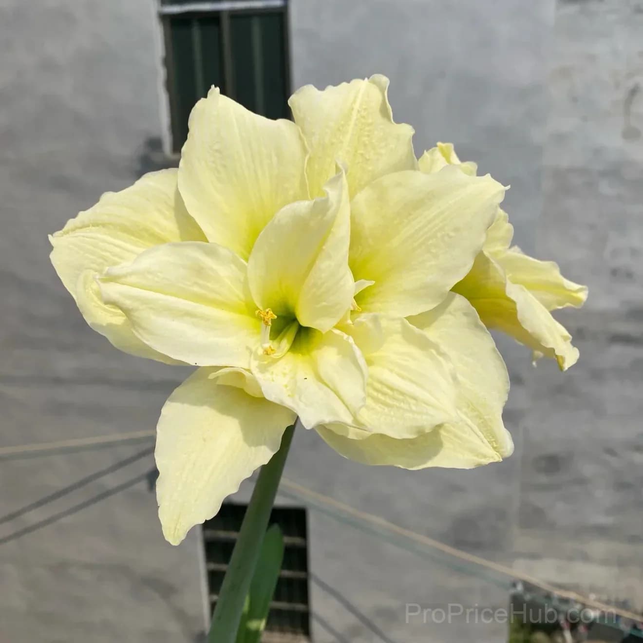 Double-Flowered Amaryllis Bulbs for Garden Planting - View 14