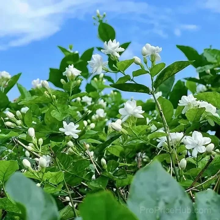 Double Jasmine Seeds for Planting - View 5