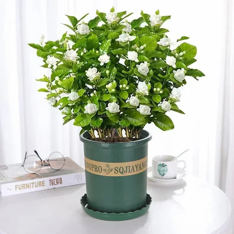 Double Jasmine Seeds – Double-Flowered Variety for Garden - View 14