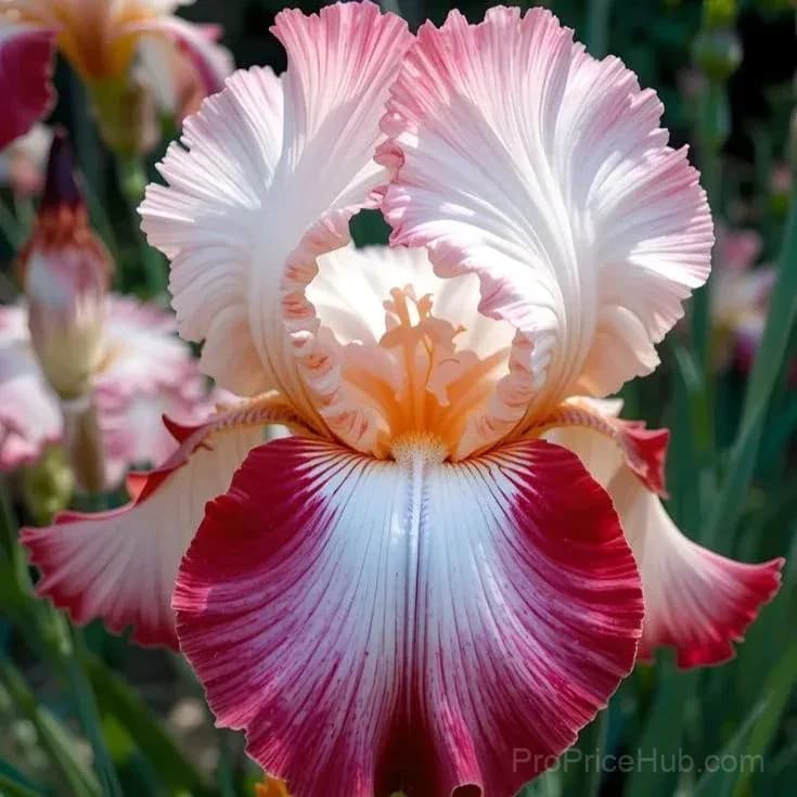 Signature Tall Bearded Iris – Premium Garden Bulbs - View 33