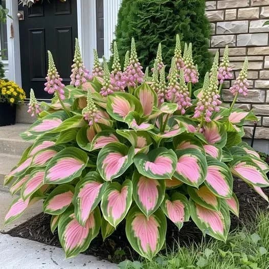 Premium Hosta Seeds for Lush Shade Gardens - View 14