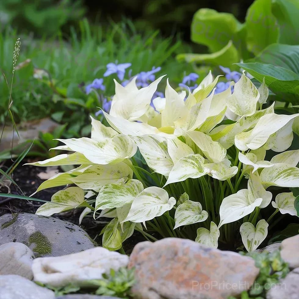 Premium Hosta Seeds for Shade Garden Planting - View 7