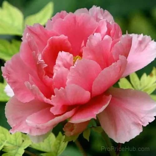 Paeonia Pink Hawaiian Coral 100 Seeds - View 3