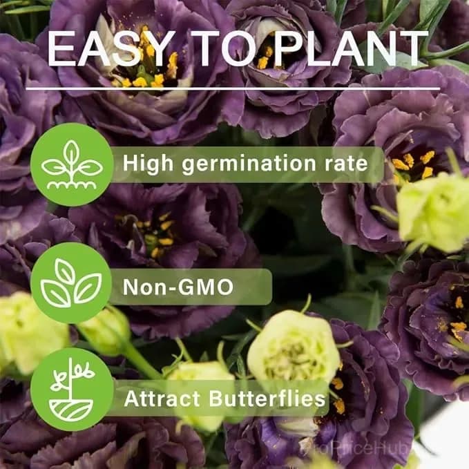 Eustoma Thornless Rose Lisianthus Seeds - 7 Day Germination - View 3