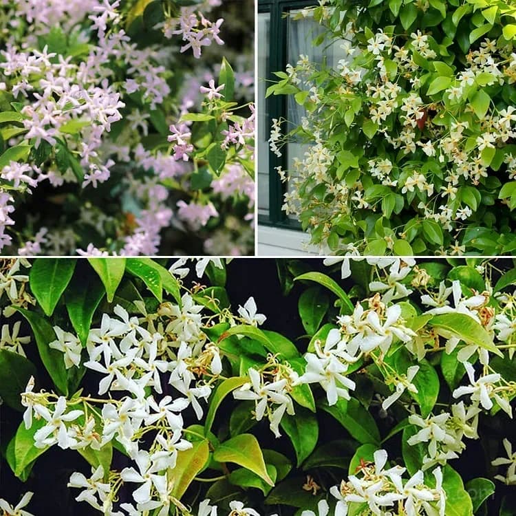 Windmill Jasmine Seeds - Main