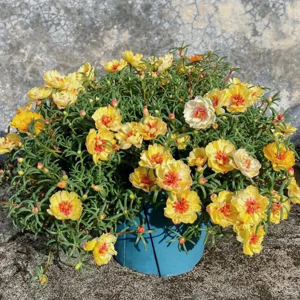 5000+ Four Season Mixed Moss Rose Seeds - View 14