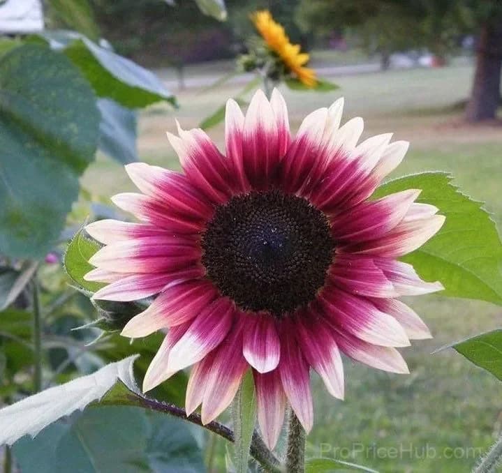 Cherry Rose Sunflower Seeds - Main