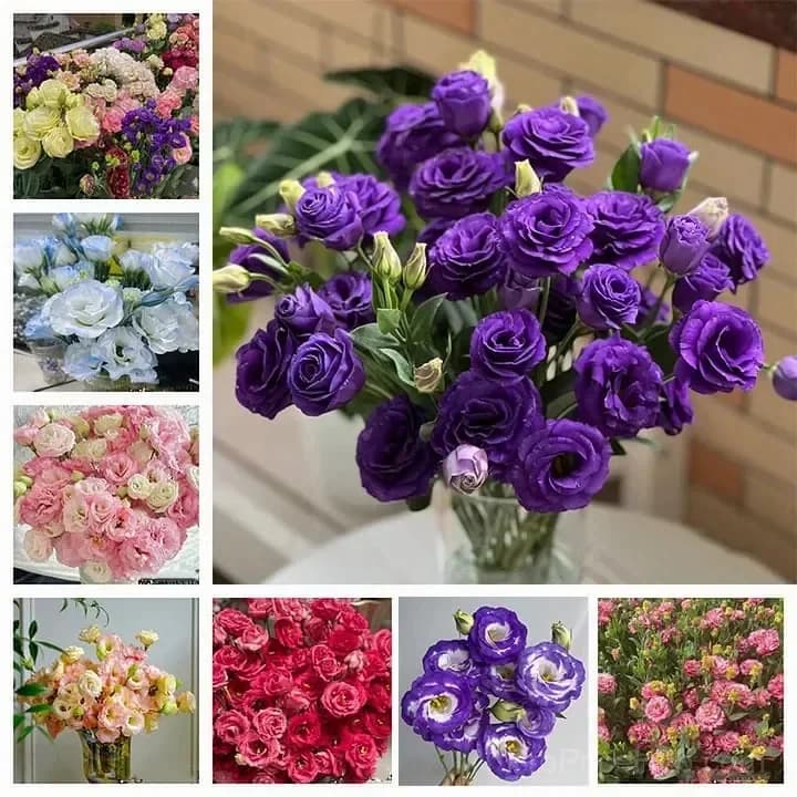 Eustoma Thornless Rose Lisianthus Seeds - 7 Day Germination - Main