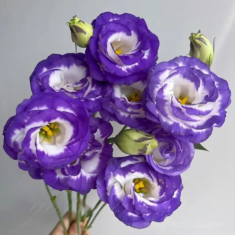 Eustoma Thornless Rose Lisianthus Seeds - 7 Day Germination - View 2