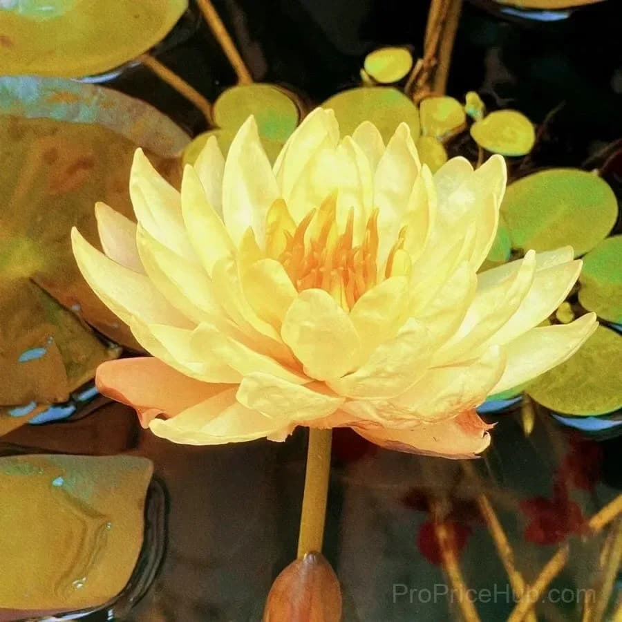 Bonsai Lotus Seeds for Seasonal Planting - View 6