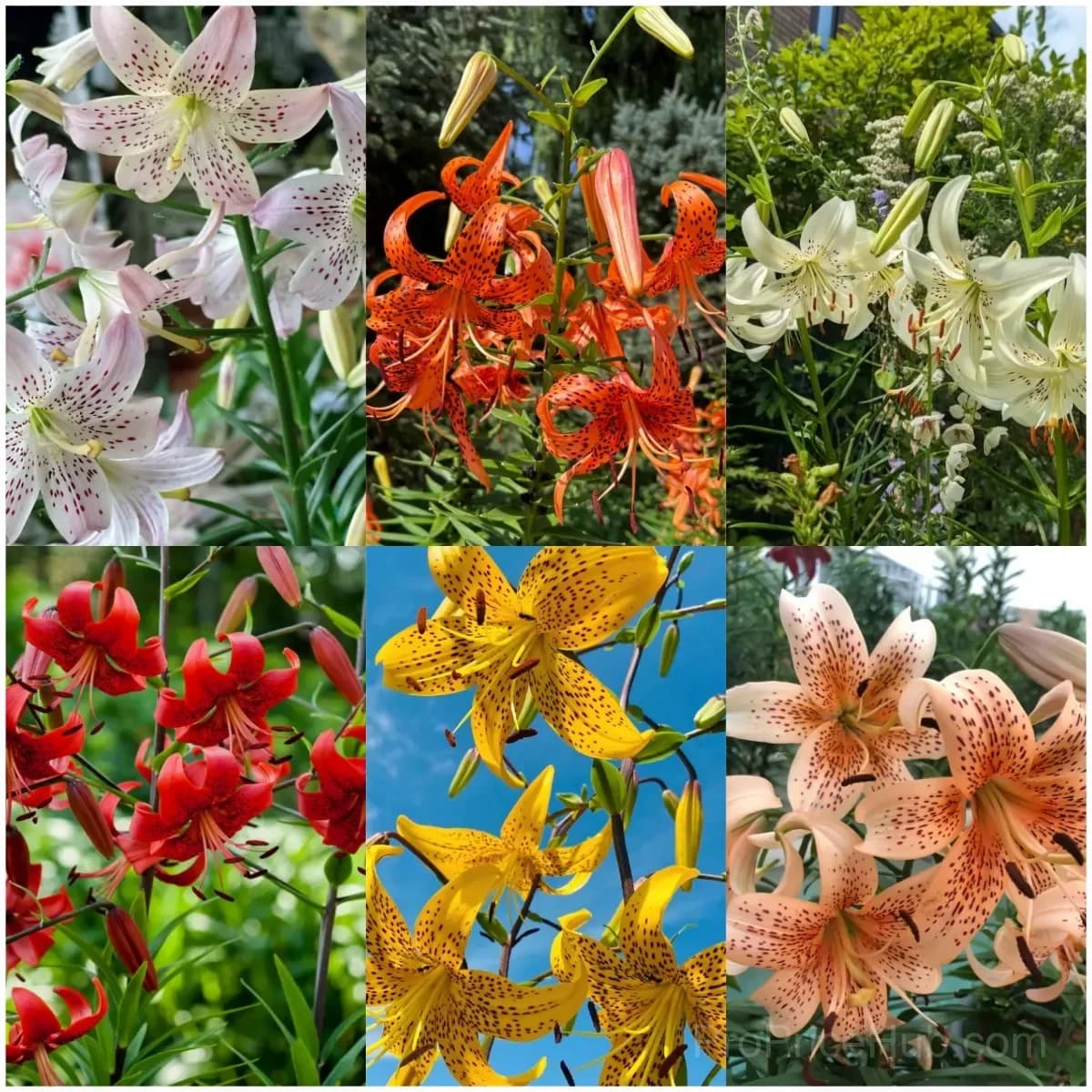Rare Tiger Lily Bulbs - Main