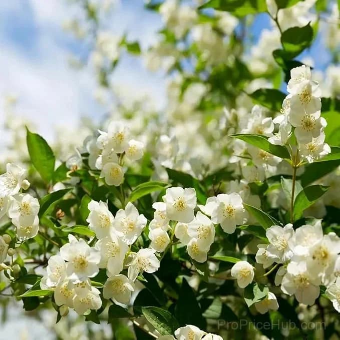 Double Jasmine Seeds – Double-Flowered Variety for Garden - View 18