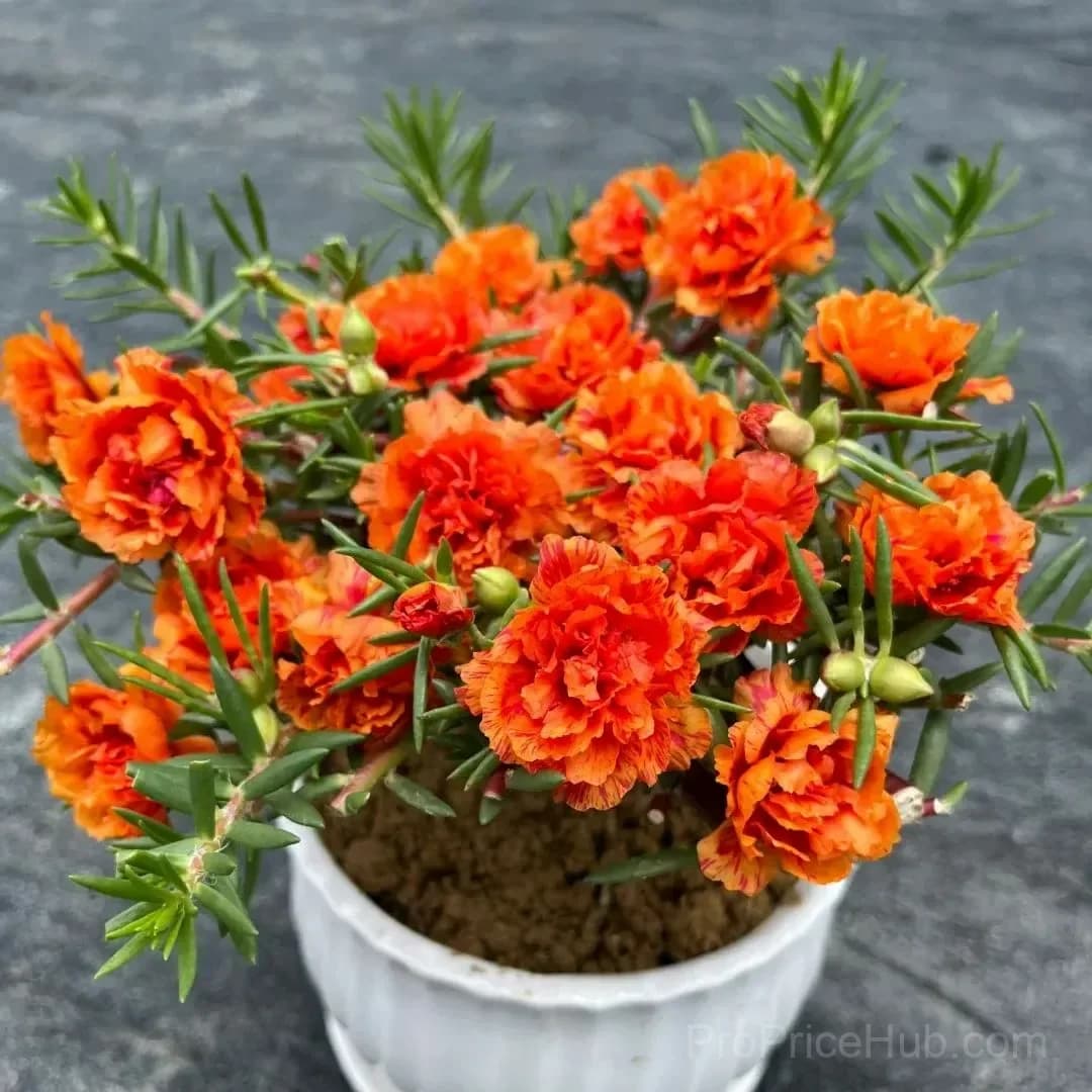5000+ Four Season Mixed Moss Rose Seeds - View 7