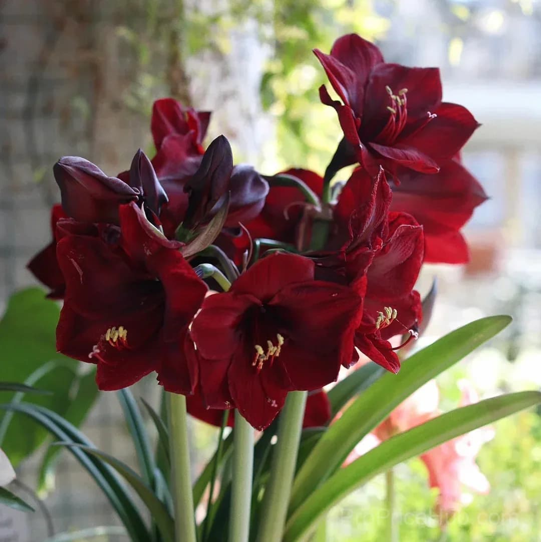 Double-Flowered Amaryllis Bulbs for Garden Planting - View 16