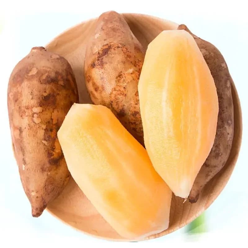 Yacon Seeds - Main