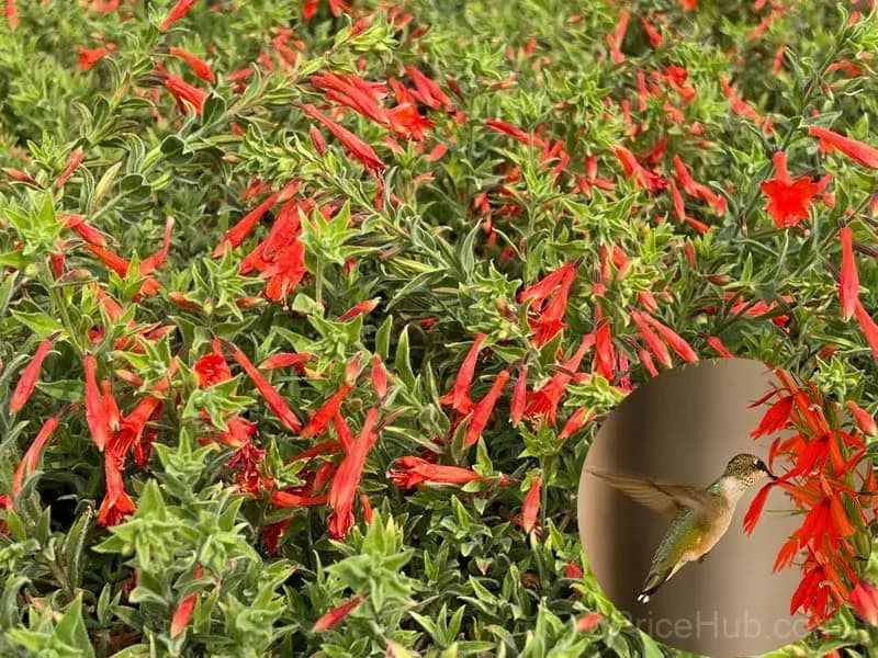 Epilobium garrettii Rainbow Burst Orange Glow Flower Seeds - View 11