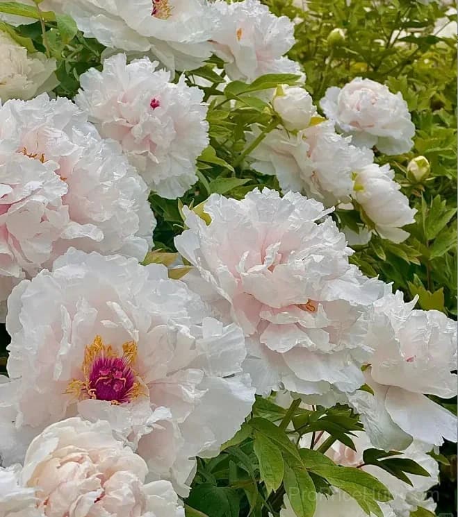 Multicolor Peony Seeds - Alt