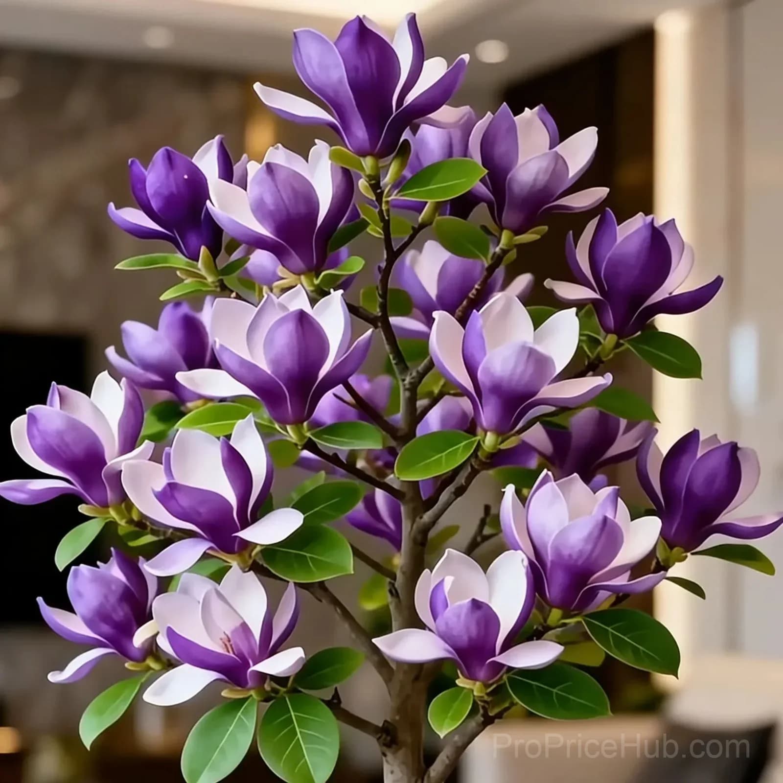 Magnolia Liliiflora Bulbs - Fragrant Purple Blooms - Alt