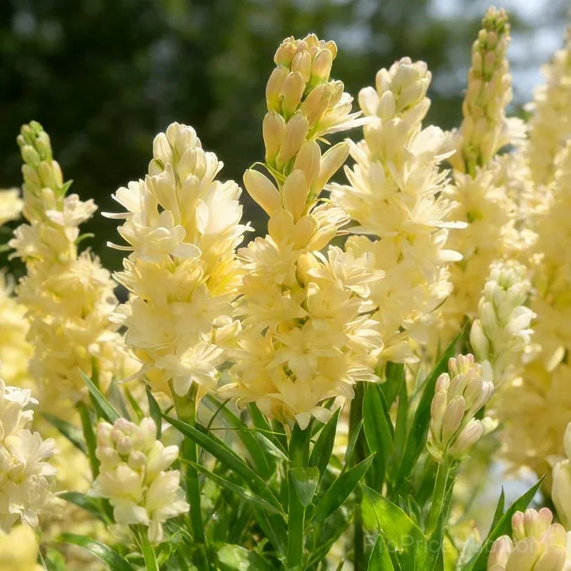 Double Perfume Tuberose Bulbs - Moon Garden Flower - View 16